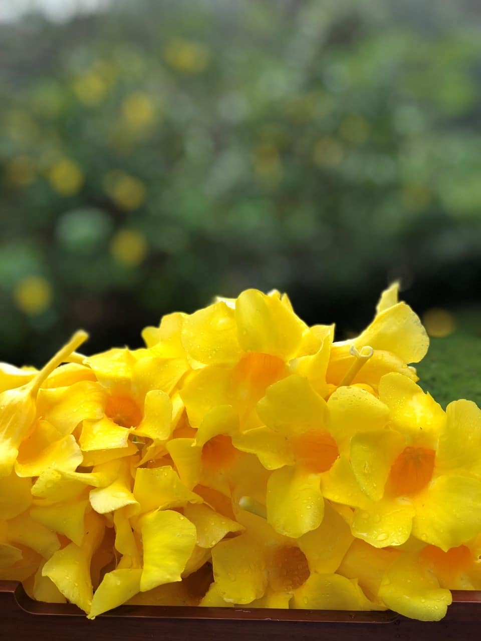 Flores que usan para el baño de flores en el spa "Celebration of Flowers" en Ubud