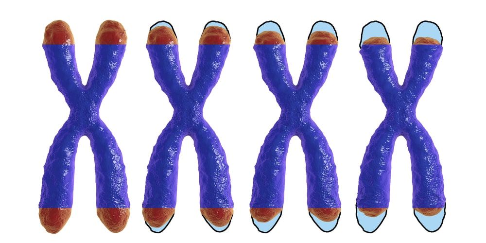 Acortamiento de los telómeros a lo largo de la vida.