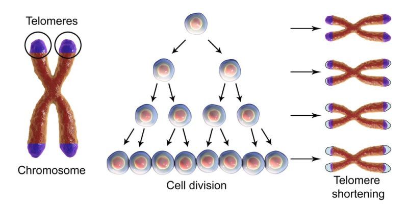 Los telómeros son los cronometradores de una célula