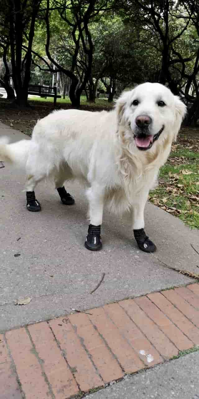 Lo ideal es ponerle unos zapatos a tu mascota para salir y quitarselos al entrar a la casa. Esto previene que ellas traigan los germenes y las bacterias que afectan el bienestar familiar.