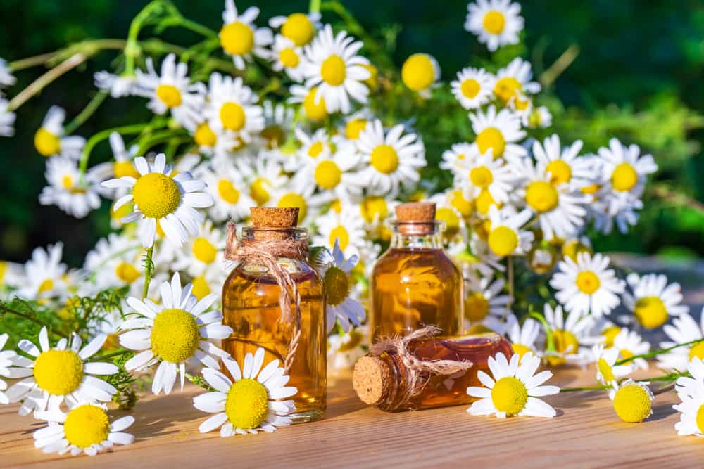 Un tónico para la cara que puedes hacer en casa es la manzanilla. Tiene propiedades antinflamatorias que ayuda a que tu cutis se vea fresco.