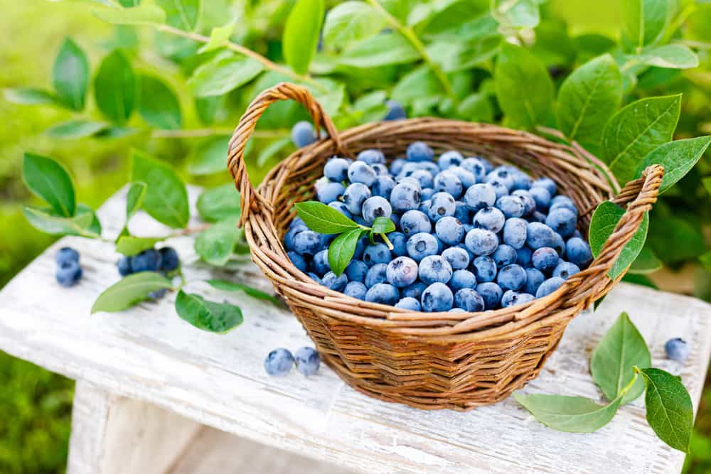 Uno de los superalimentos es de la familia de los berries por sus propiedades antioxidantes.