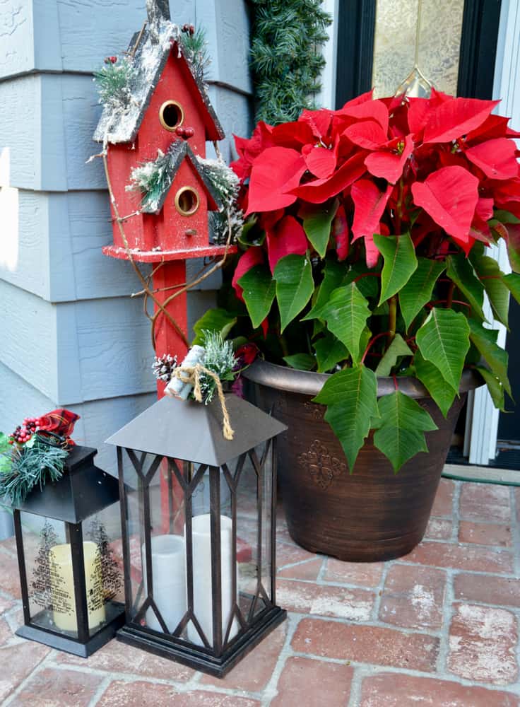 Las flores de Navidad son ideales para dar la bienvenida a diario al hogar. Colócalas cerca de los faroles para crear un rincón lleno de magia. 