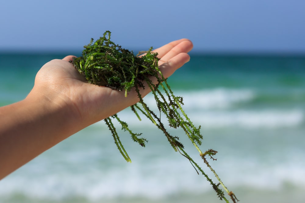 Las algas marinas ayudan a reducir los problemas cardíacos y la diabetes tipo 2
