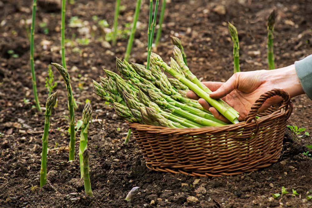 Se ha comprobado que los espárragos tienen glutatión, un poderoso anticancerígeno.